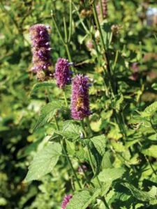 Chinese Medicinal Herbs in a Down-Home Garden